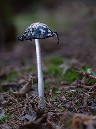 Les autorités du pays ont signalé des milliers de cas de mucormycose, communément appelée « champignon noir », que les spécialistes lient au . Le Champignon Noir Cette Dangereuse Sequelle Des P Closer