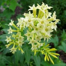 Image result for Cestrum parqui