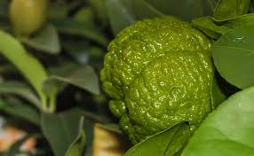 Citron Combava Ou Combawa Citrus Hystrix Culture Plantation Entretien