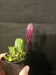 Image result for Bulbophyllum stolzii