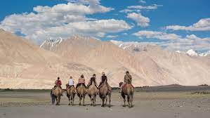 You have to cross khardung la and provides you a wonderful scenery. Camel Safari In Ladakh Bacterian Camel Safari In Nubra Valley