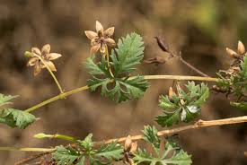 Image result for Ipomoea coptica