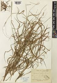 Image result for Capillipedium