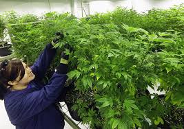 ما رأيك بأولويات سكان هولندا؟ #كورونا #هولندا #ماريجوانا pic.twitter.com/jalyvp52wx. ØªÙ‚Ù†ÙŠÙ† Ø§Ù„Ù…Ø§Ø±ÙŠØ¬ÙˆØ§Ù†Ø§ Sputnik Arabic