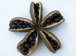 Plant peonies at the proper depth. Starting Peonies From Seed Growing Peonies Growing Seeds Peonies