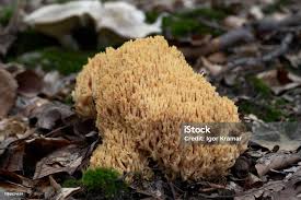 Image result for Ramaria stricta