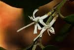 Image result for Cremaspora triflora