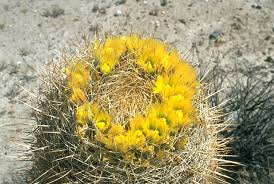 Currentley 5 days into my survival world, and dont want to cheat to get water. Barrel Cactus