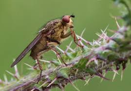 Being a nuisance isn't the only reason you should want to get rid of flies, but also because they can be very bad for human health. How To Get Rid Of Flies Outside How To Get Rid Of Flies