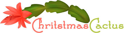 You can use any balanced houseplant fertilizer for your christmas cactus. What Is The Best Christmas Cactus Fertilizer Christmas Cactus