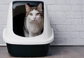 Environmentally friendly cat litter not only benefits the planet but is also a safer choice for cats natural alternatives include renewable resources such as corn, wood, paper, and even grass. 6 Sustainable Cat Litter Alternatives Hillrose Pet Resort