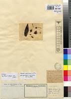 Image result for Dissotis brazzae