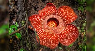 It also boasts one of the foulest odours in the plant kingdom, which makes it a poor choice for the home. Travel To Witness These Weird Flowers In The World Times Of India Travel