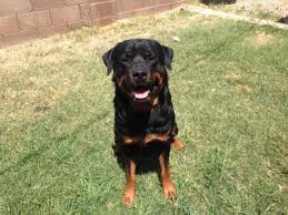 You will find rottweiler dogs and puppies for adoption in our ohio listings. German Rottweiler Puppy For Sale In Mesa Arizona Classified Americanlisted Com