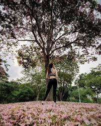 Check spelling or type a new query. Sakura In Singapore 12 Places With Pink Trumpet Flowers Aka Tabebuia Rosea Girlstyle Singapore