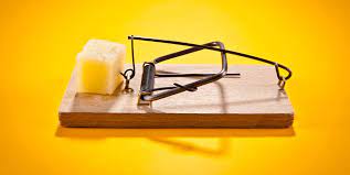 Safer by far than the spring loaded trap, the glue board is a good alternative. 6 Best Mouse Traps Of 2021 Most Effective Traps For Mice
