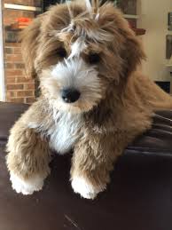 Goldendoodles are designer dogs, a. Red White Tuxedo Goldendoodle Puppy Candy Doodles Maddi Candydoodles Goldendoodles Com Goldendoodle Puppy Cuddly Animals Cute Dogs And Puppies