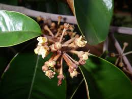 Image result for Chrysophyllum