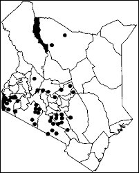 Image result for Oxygonum salicifolium