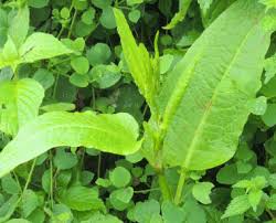 Image result for Rumex nepalensis