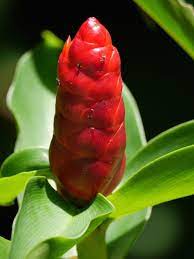 Nature Walk The Andaman Hotel Langkawi Malaysia Ginger Flower Langkawi Walking In Nature