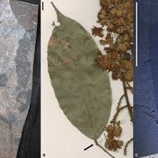 Image result for Englerodendron