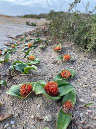 Image result for Daubenya