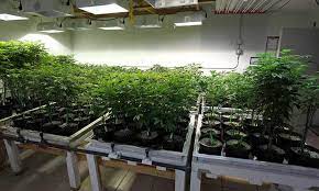 Located at the convergence of lansing and east lansing, less than 2 minutes from michigan state university and just blocks from the frandor shopping center, htg supply lansing has the area's best selection of hydroponics systems, grow lights, nutrients, grow tents, complete grow tent packages, and thousands of. How To Change Light Cycles In Your Home Garden