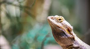 Do I Use The Red Light For My Bearded Dragon At Night? I Recently Bought A Bearded  Dragon, The Terrarium Kit I Bought Came With A White Uvb Bulb And A Red