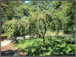 Although it has few branches when young, it matures to a majestic and beautiful tree with large seed pods adding winter interest. My Fruity Front Yard Red Dirt Ramblings