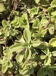 Image result for Coleus cylindraceus