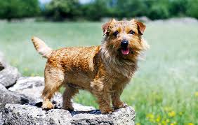 The american kennel club decided to separate the trumpington terrier into two different breeds: Let S Ear It For The Norfolk Terrier The Dog That Can T Help But Cheer You Up Country Life