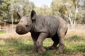 Animal News Animals Beautiful Animals Zoo Animals