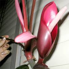 The blushing philodendron is a cultivar from the same species as the 'pink princess' plant. Philodendron Erubescens Blushing Philodendron Redleaf Philodendron Toptropicals Com