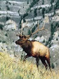 See more ideas about animals wild, elk, elk hunting. Elk Description Habitat Reproduction Facts Britannica