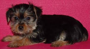 I will microchip your new puppy upon your request! Adorable Teacup Yorkshire Terrier Puppies For Sale In Kelso Washington Classified Americanlisted Com