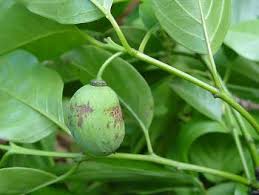 Image result for Berchemia discolor