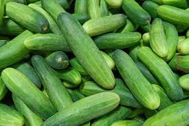 Image result for Cucumis cinereus