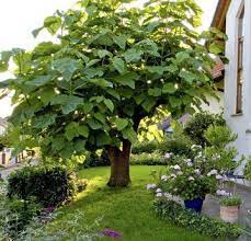 die schonsten baume fur kleine garten garten bepflanzen garten garten gestalten