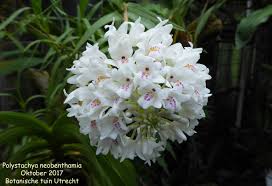 Image result for Polystachya golungensis