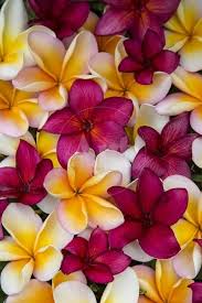 Plumeria In Mass Display Photographic Print Terry Eggers Art Com In 2020 Plumeria Flowers Beautiful Flowers Wallpapers Flower Images Wallpapers