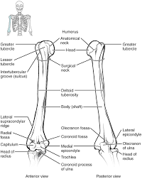 Neck and shoulder pain can be classified in many different ways. Bones Of The Upper Limb Anatomy And Physiology