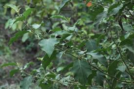 Image result for Solanum torvum