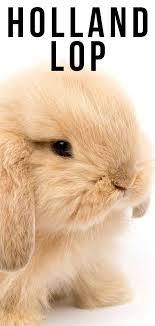 The mini lop is about twice the size of the holland lops. Holland Lop Is This Little Lop Eared Bunny Your Perfect Pet