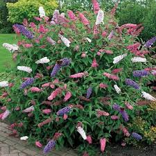 Buddleia Is One Of The Most Robust And Easy Care Shrubs To Grow Requiring Almost No Maintenance We Suggest A Simple Hack B Plants Garden Shrubs Garden Plants