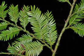 Image result for Podocarpaceae