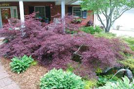 Garden island in yard japanese maple. 12 Japanese Maples For A Sunny Garden