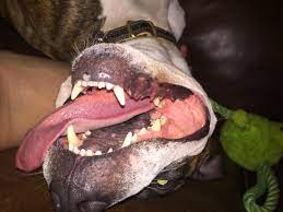 In a dog's language, a relaxed open mouth with a bit of tongue hanging out is a perfect way of saying life is great today. Mouth Open Tongue Out Whatswrongwithyourdog