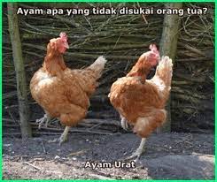 Ayan bertelur warna warni anak ayam warna warni pembelajaran balita dan batita. 12 Meme Ayam Paling Gokil Dan Kocak Yang Bikin Ngakak Ekor9 Com Chicken Humor Dancing Animals Chickens
