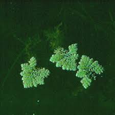 Image result for Azolla pinnata